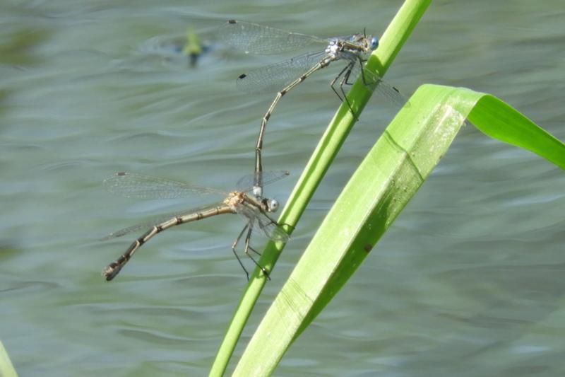 Photo of Southern Spreadwing