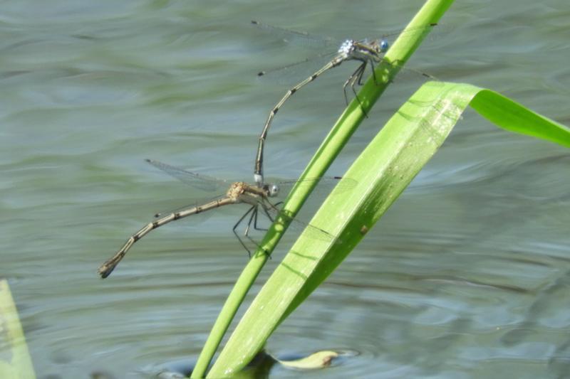 Photo of Southern Spreadwing