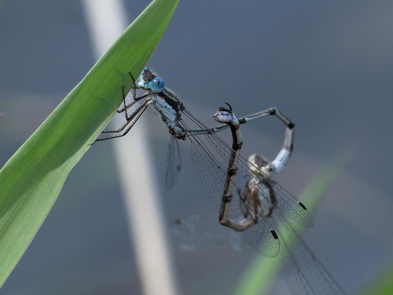 Photo of Southern Spreadwing