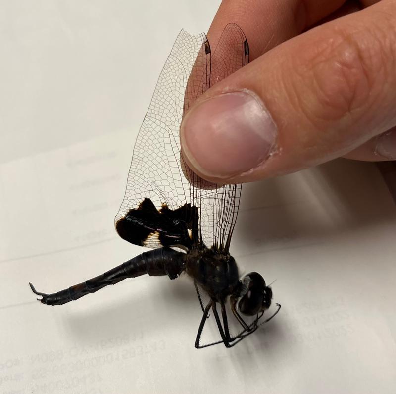 Photo of Black Saddlebags