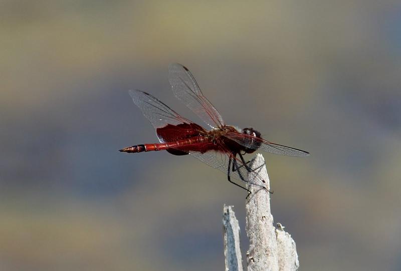 Photo of Carolina Saddlebags