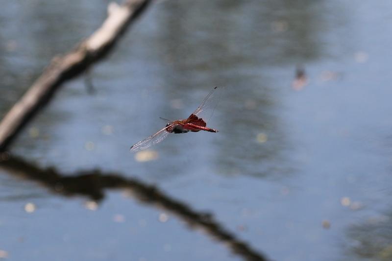 Photo of Carolina Saddlebags