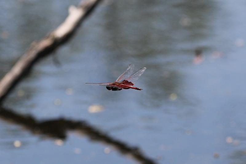 Photo of Carolina Saddlebags