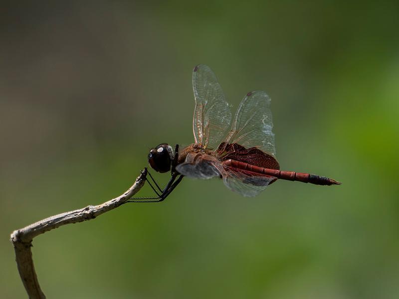 Photo of Carolina Saddlebags