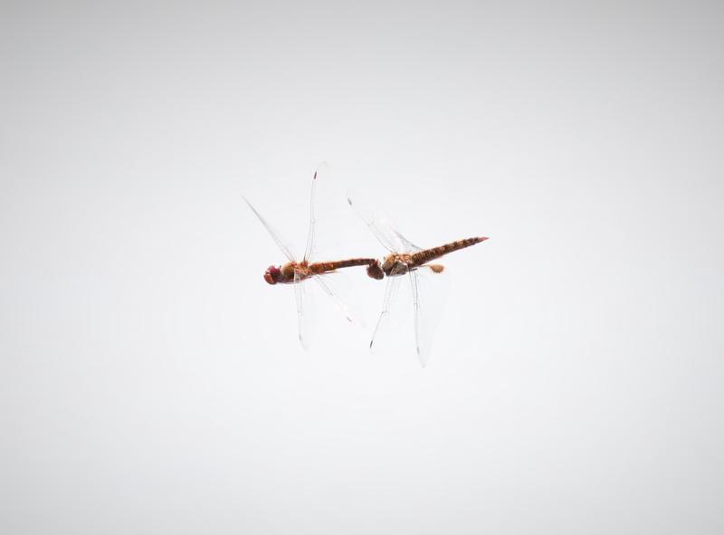 Photo of Spot-winged Glider