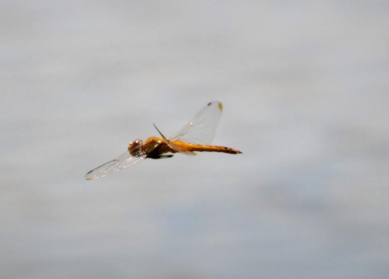 Photo of Wandering Glider