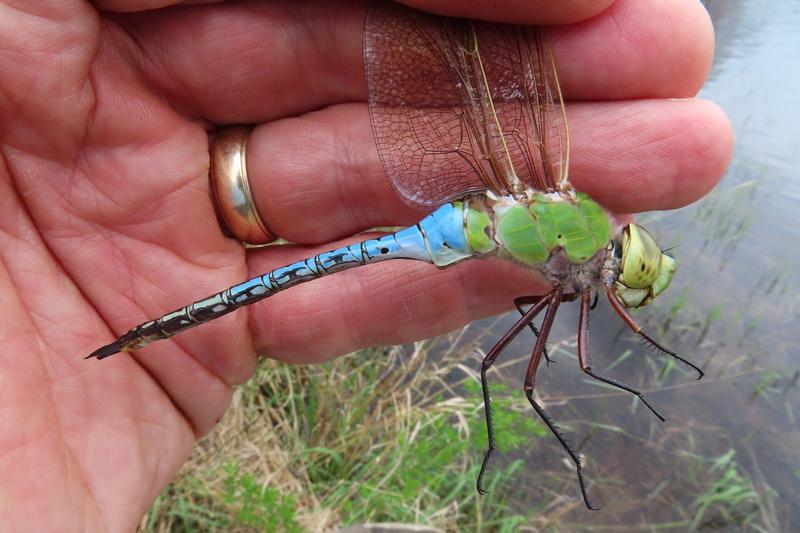 Photo of Common Green Darner