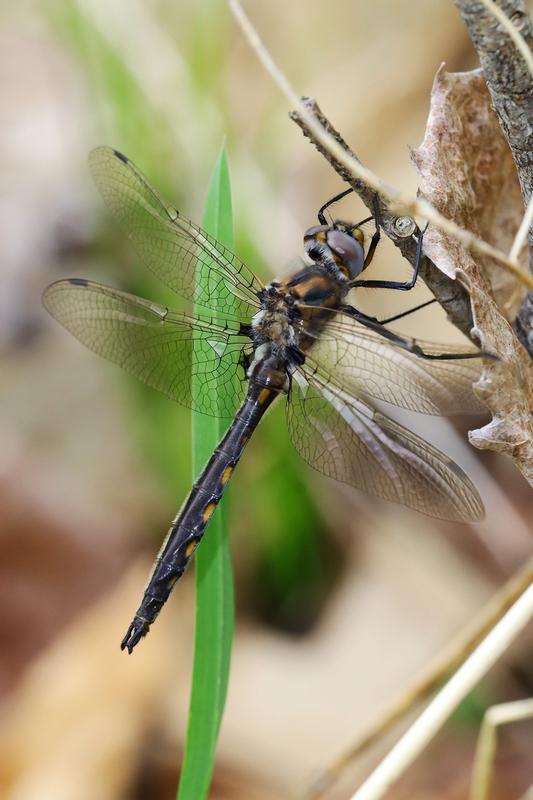 Photo of Beaverpond Baskettail