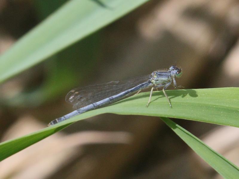 Photo of Eastern Forktail