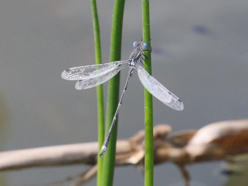 Photo of Southern Spreadwing