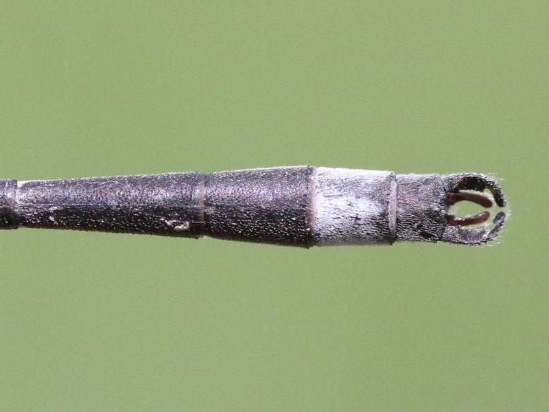 Photo of Southern Spreadwing