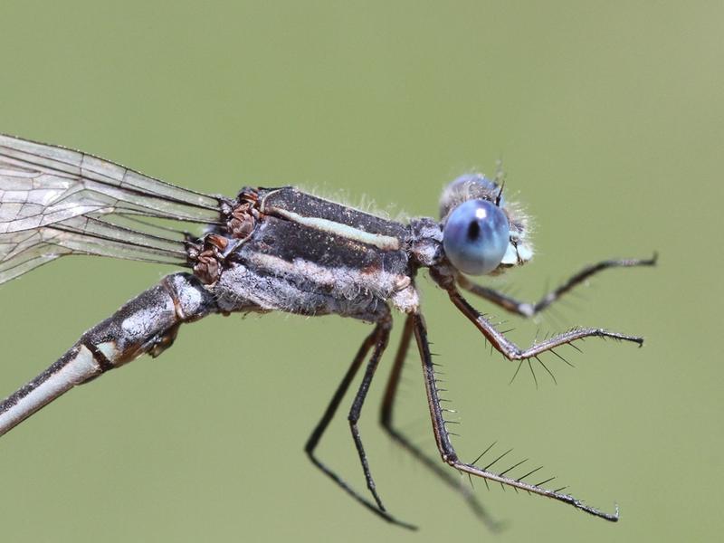 Photo of Southern Spreadwing