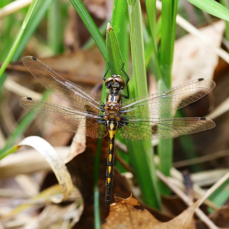 Photo of Hudsonian Whiteface