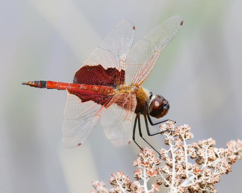 Photo of Carolina Saddlebags