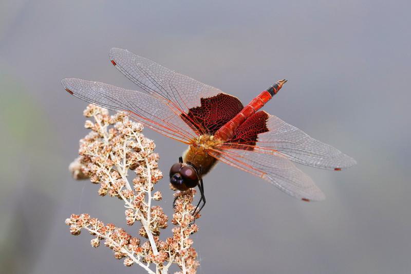 Photo of Carolina Saddlebags