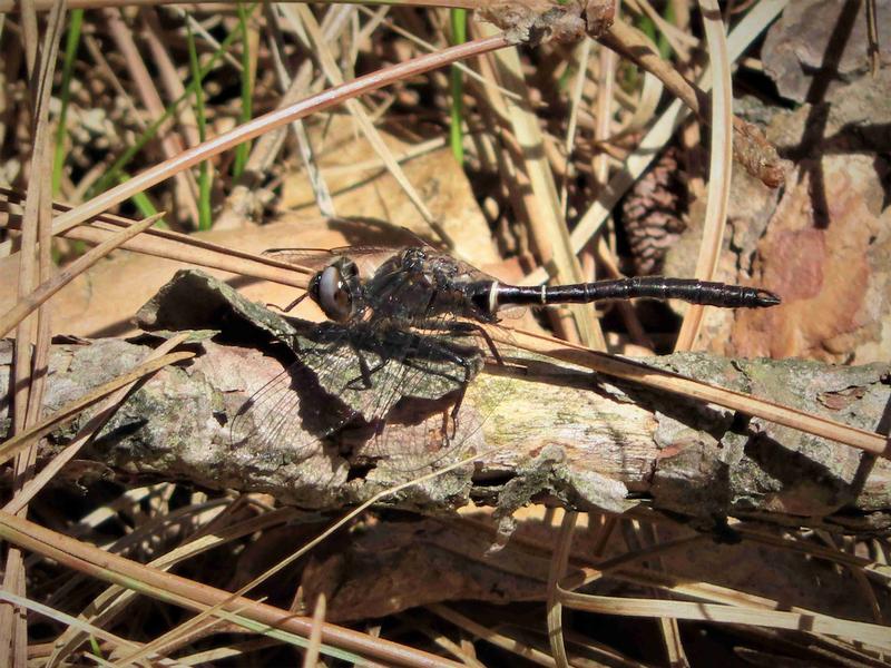 Photo of Ebony Boghaunter