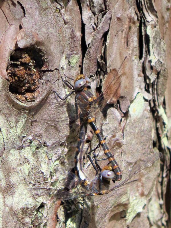 Photo of Ringed Boghaunter