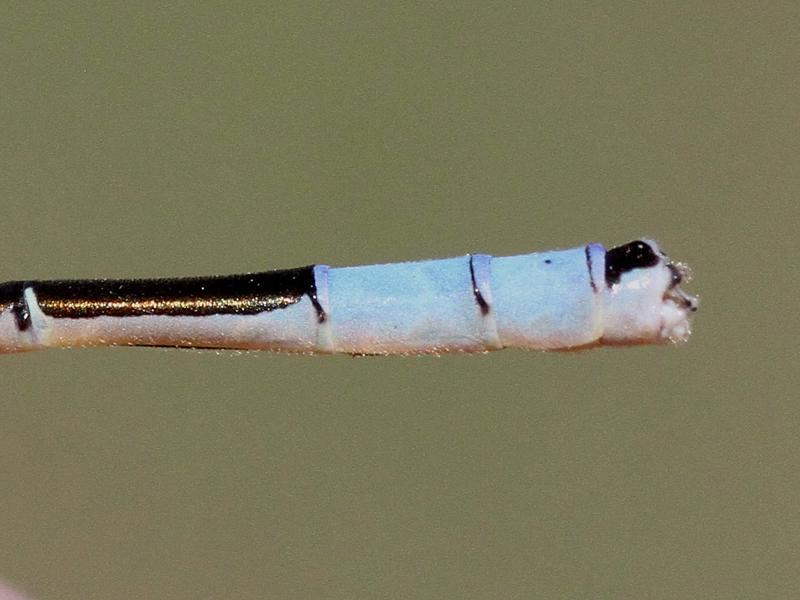 Photo of Taiga Bluet