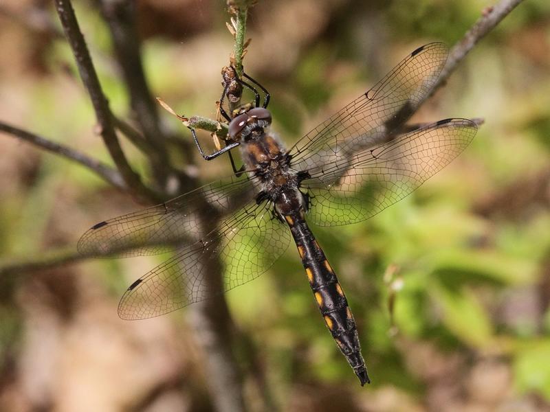 Photo of Beaverpond Baskettail