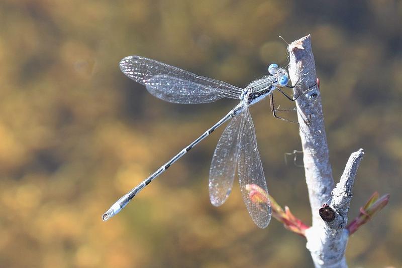 Photo of Southern Spreadwing