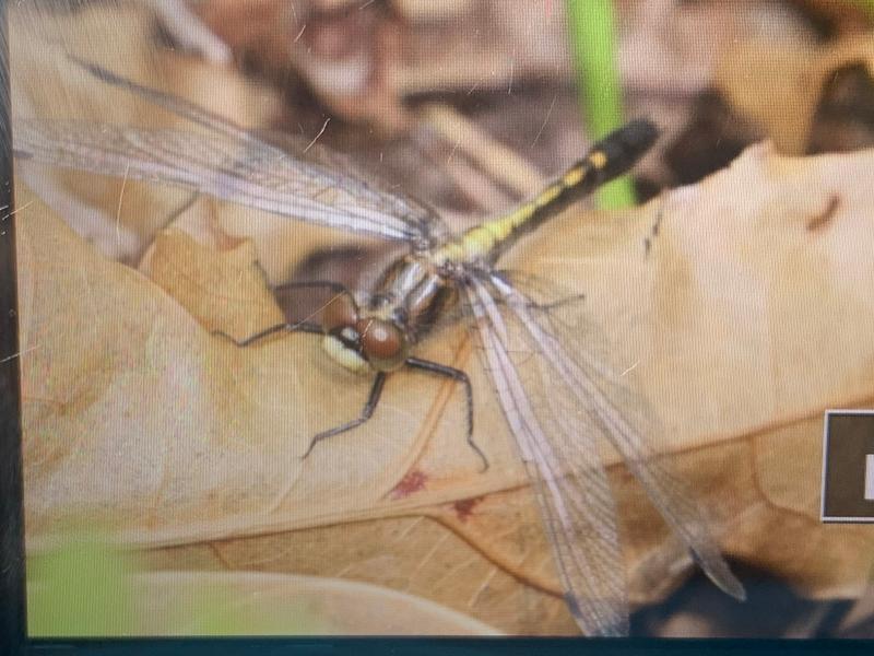 Photo of Dot-tailed Whiteface