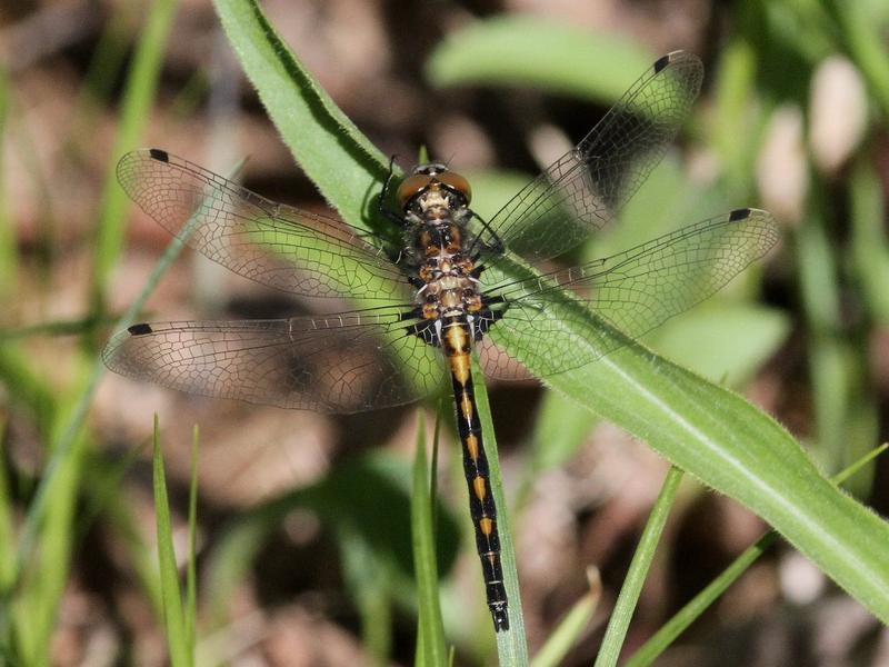 Photo of Hudsonian Whiteface