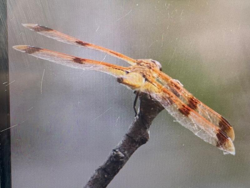 Photo of Painted Skimmer