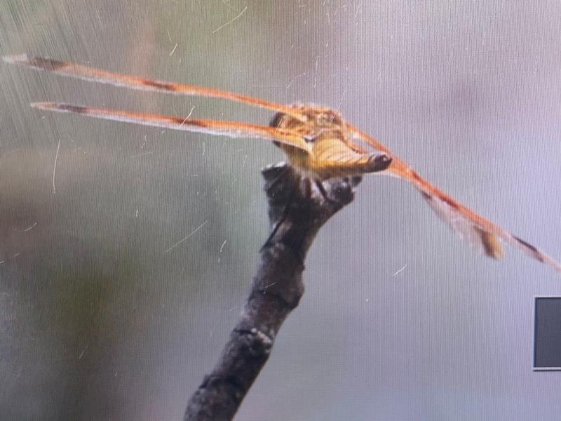 Photo of Painted Skimmer