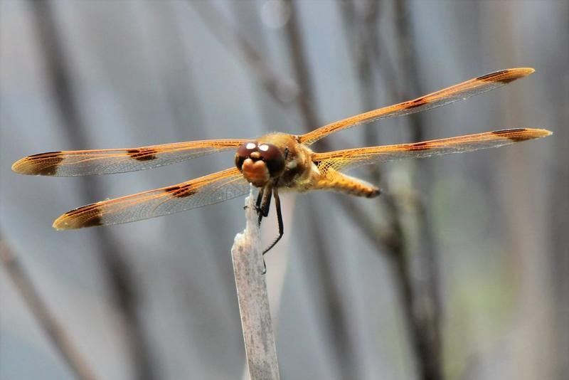 Photo of Painted Skimmer