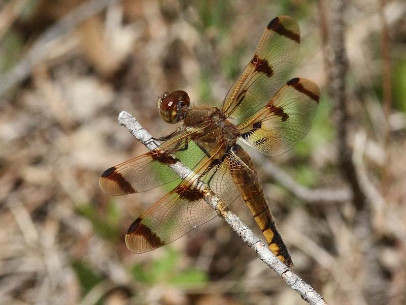 Photo of Painted Skimmer