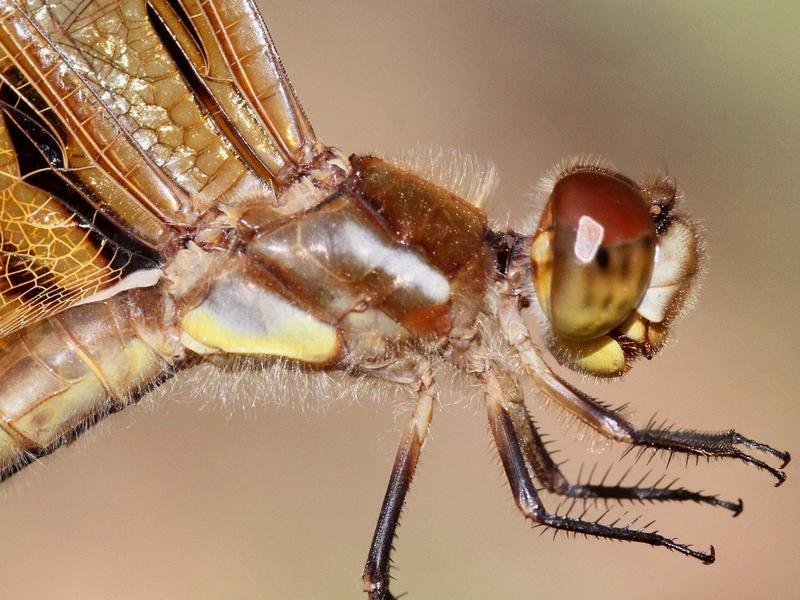 Photo of Painted Skimmer