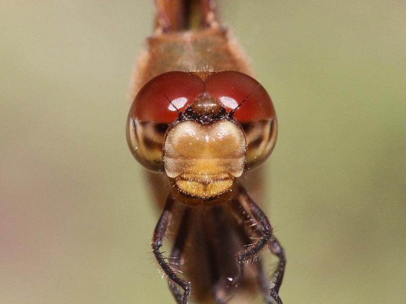 Photo of Painted Skimmer