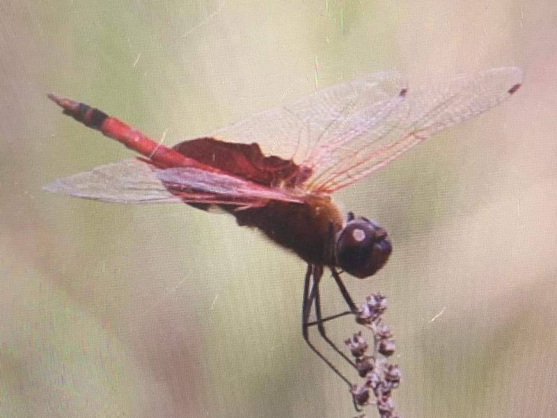 Photo of Carolina Saddlebags