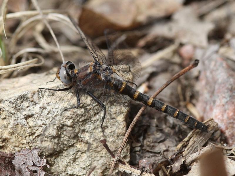 Photo of Ringed Boghaunter