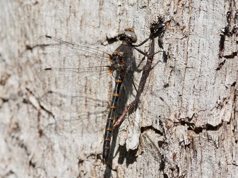 Photo of Ringed Boghaunter