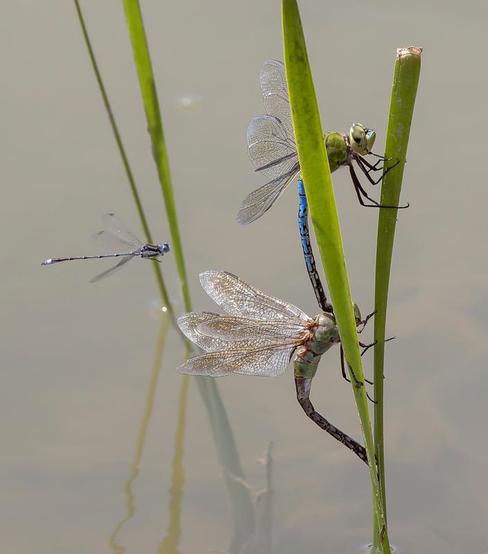 Photo of Common Green Darner