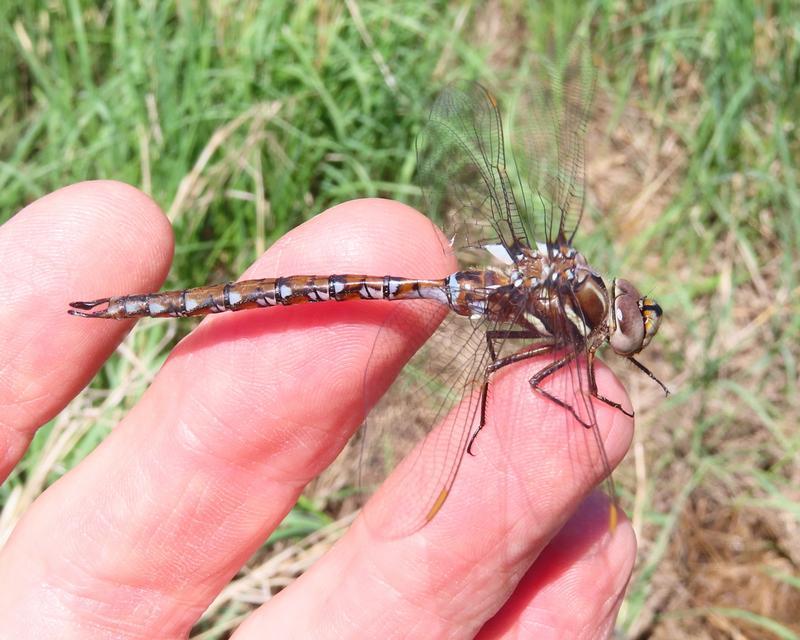 Photo of Springtime Darner
