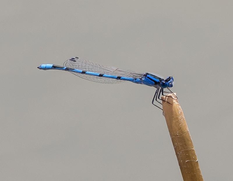 Photo of Familiar Bluet