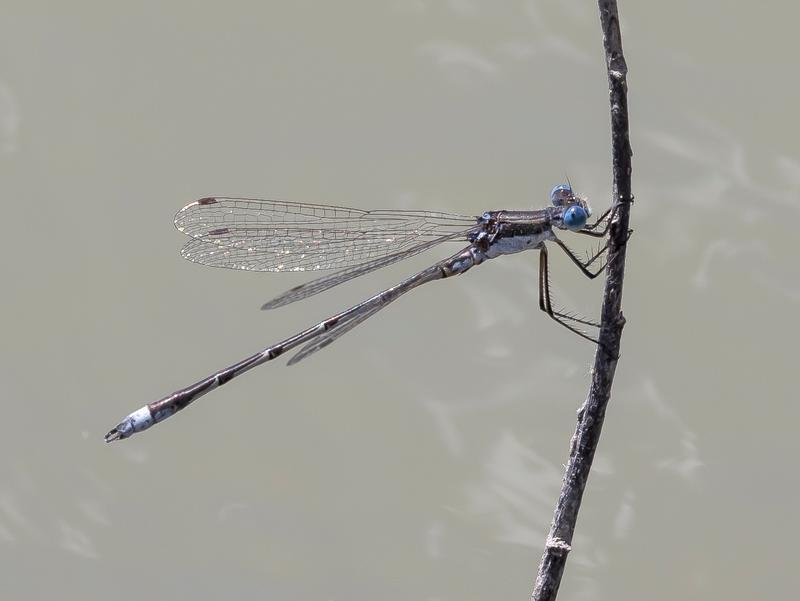 Photo of Southern Spreadwing