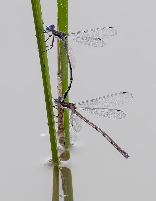 Photo of Southern Spreadwing