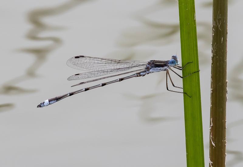 Photo of Southern Spreadwing