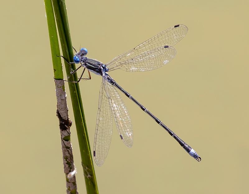 Photo of Southern Spreadwing