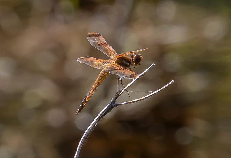 Photo of Painted Skimmer