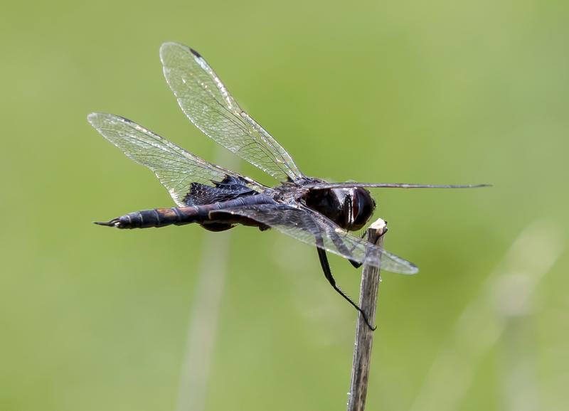 Photo of Black Saddlebags