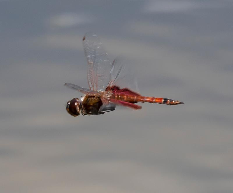 Photo of Carolina Saddlebags