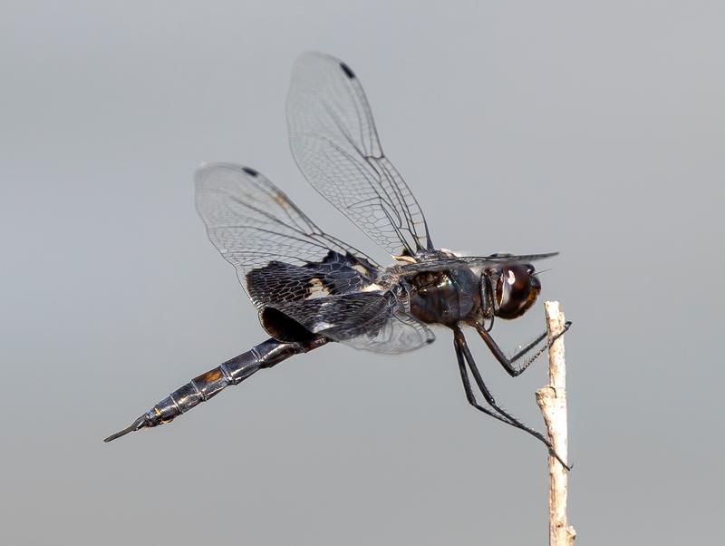 Photo of Black Saddlebags