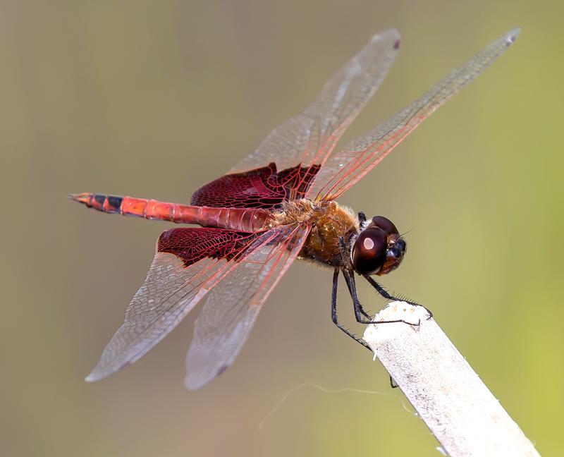 Photo of Carolina Saddlebags