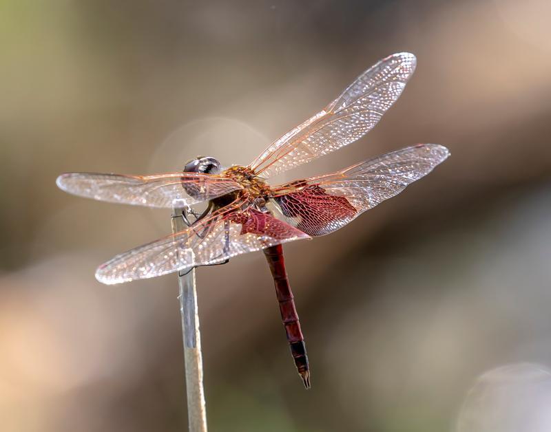 Photo of Carolina Saddlebags