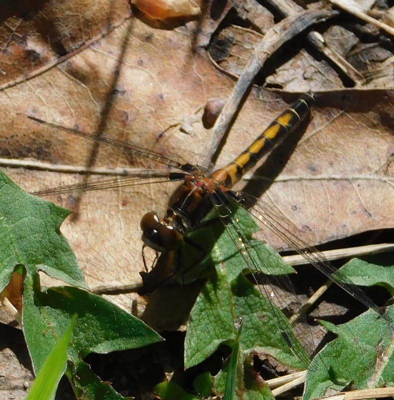 Photo of Hudsonian Whiteface