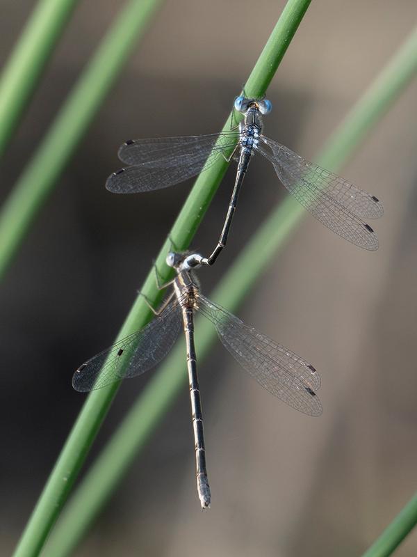 Photo of Southern Spreadwing